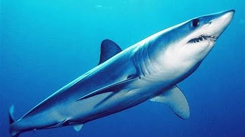 Stranded Deep Permadeath Try 2