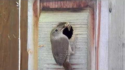 House Wren Natural History