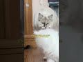 Cute little kittens exploring his area 🐾 #kitten #cat #cutekittenvideos #pets #funnykitten