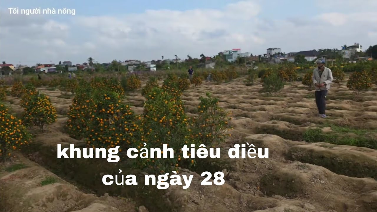 Kẻ khóc người cười và Nỗi đau người trồng quất  cảnh