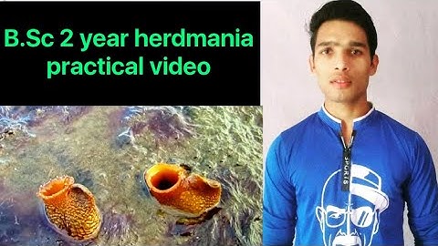 Herdmania Sae- squirt || BSc 3rd Year Zoology 5th Semester 2nd paper