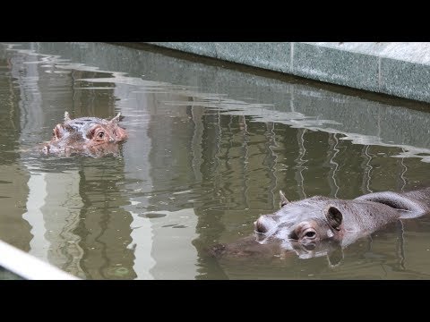 Nijlpaarden Imani ♀  & Boulli ♂  / Hippopotames / Hippos : ZOO Antwerpen