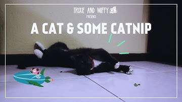 A Tuxedo Cat and Some Catnip