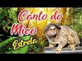 Mico Estrela Cantando (Canto do Mico Estrela)