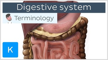Digestive system - Anatomical terminology for healthcare professionals | Kenhub