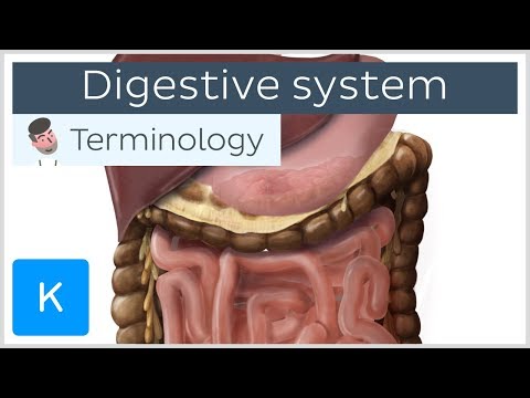 Video: Achilles Of The Stomach - Dictionary Of Medical Terms