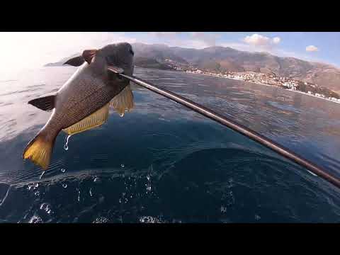 Video: Peshku Në Marok