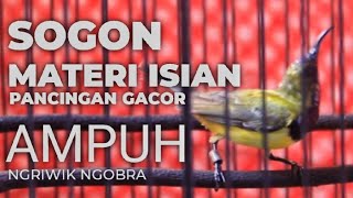 SOGON NGRIWIK ISIAN PANCINGAN GACOR❗AMPUH 1 MENIT❗ TERBUKTI