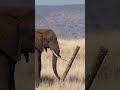 Smart elephant using his tusk to pull out a high voltage electrical fence 