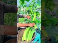 Huge Balcony Cucumber Harvest!