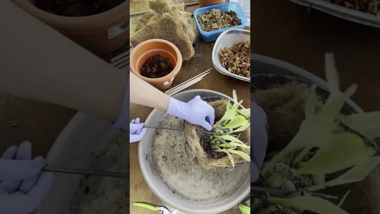 Recuperando y trasplante de Orquidea Stanhopea.