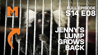 The Pet Trade Stuck Jenny With This Lump | Season 14 Episode 8 | Full Episode | Monkey Life