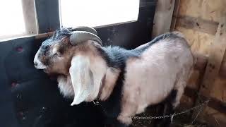 Predávame Anglonubískeho Capa