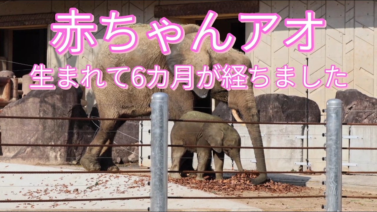 生まれて6カ月が経ちました/マルミミゾウの赤ちゃんアオ/広島市安佐動物公園/ Six months have passed since his birth / Baby forest elephant