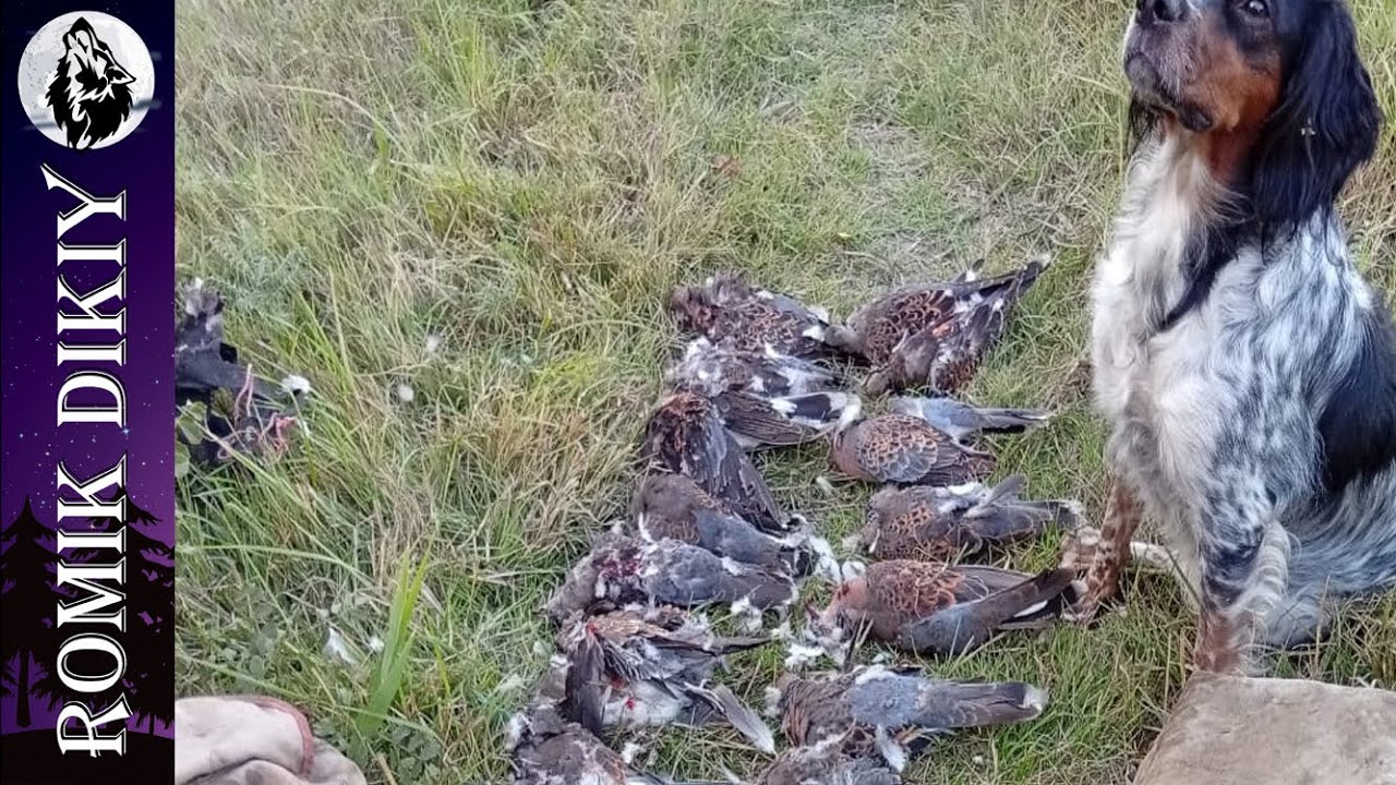 Завершающая охота на горлицу. Шикарная вечерка.