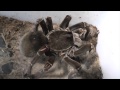 Tarantula feeding video 4