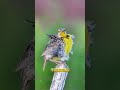 😱Esta ave parece normal...hasta que canta #sabiasque #aves
