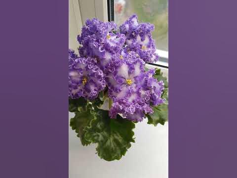 Фиалка АВ-Озерная фея #фиалкацветет #цветениефиалки #flowers#цветы# ...