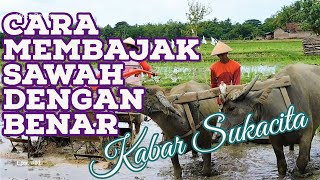 Cara Membajak Sawah Dengan Benar