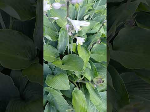 ХОСТА (ФУНКІЯ) Canadian Blue - ВКС (саджанець 6 шт. ростків), видео 1