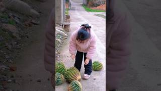 Resulta que los cactus también se pueden convertir en comida