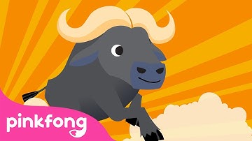 Trâu Rừng | Bài hát về Động Vật | Pinkfong! Cá mập con - Nhạc thiếu nhi