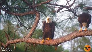 Evening of May 5th with Swampy, Abby and Blaze Eagle Country LIVE Bald Eagle Cam  Bayhead Cam