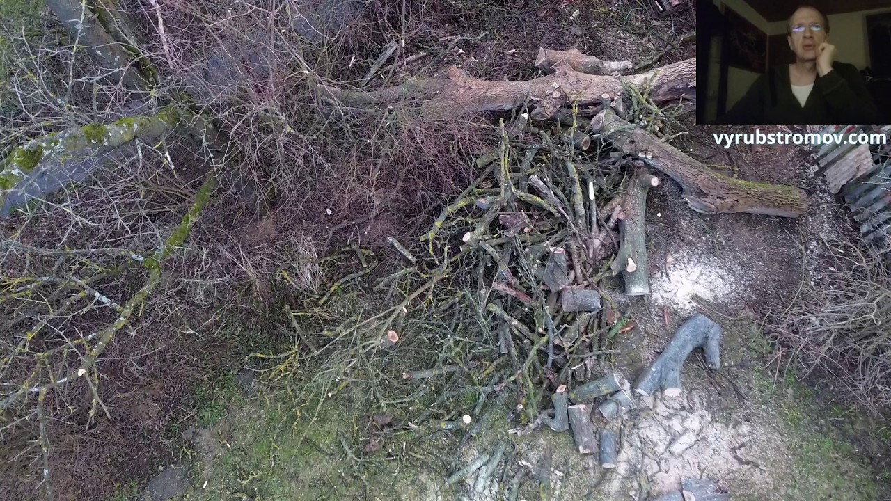 Rizikový výrub suchého orecha medzi plotmi | Rigging, Maasdam, EGO CS2000E