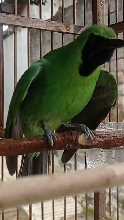 cucak ijo gacor sambil buka sayap
