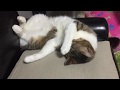 寝てるかと思いきや　両手で顔を洗い出す猫