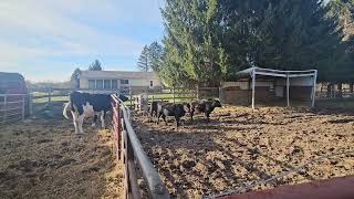 Calves first hour on the farm. 😊 😃