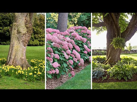Video: Výsadba pod stromy – jaké rostliny nebo květiny dobře rostou pod stromem