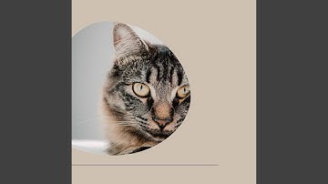 Magical Backdrops for Happy Cat