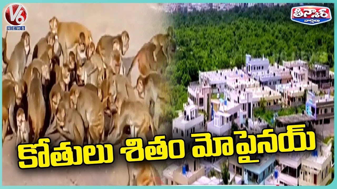 Ready go to ... https://youtu.be/jCqS0qoH5ME [ Warangal People Facing Problems With Monkeys Attack | V6 Weeend Teenmaar]