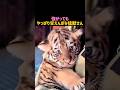 強がっても、やっぱり甘えんぼな猛獣さん