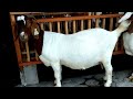Characteristics of pregnant Boer Goats | Cabras Boer Goat Farming