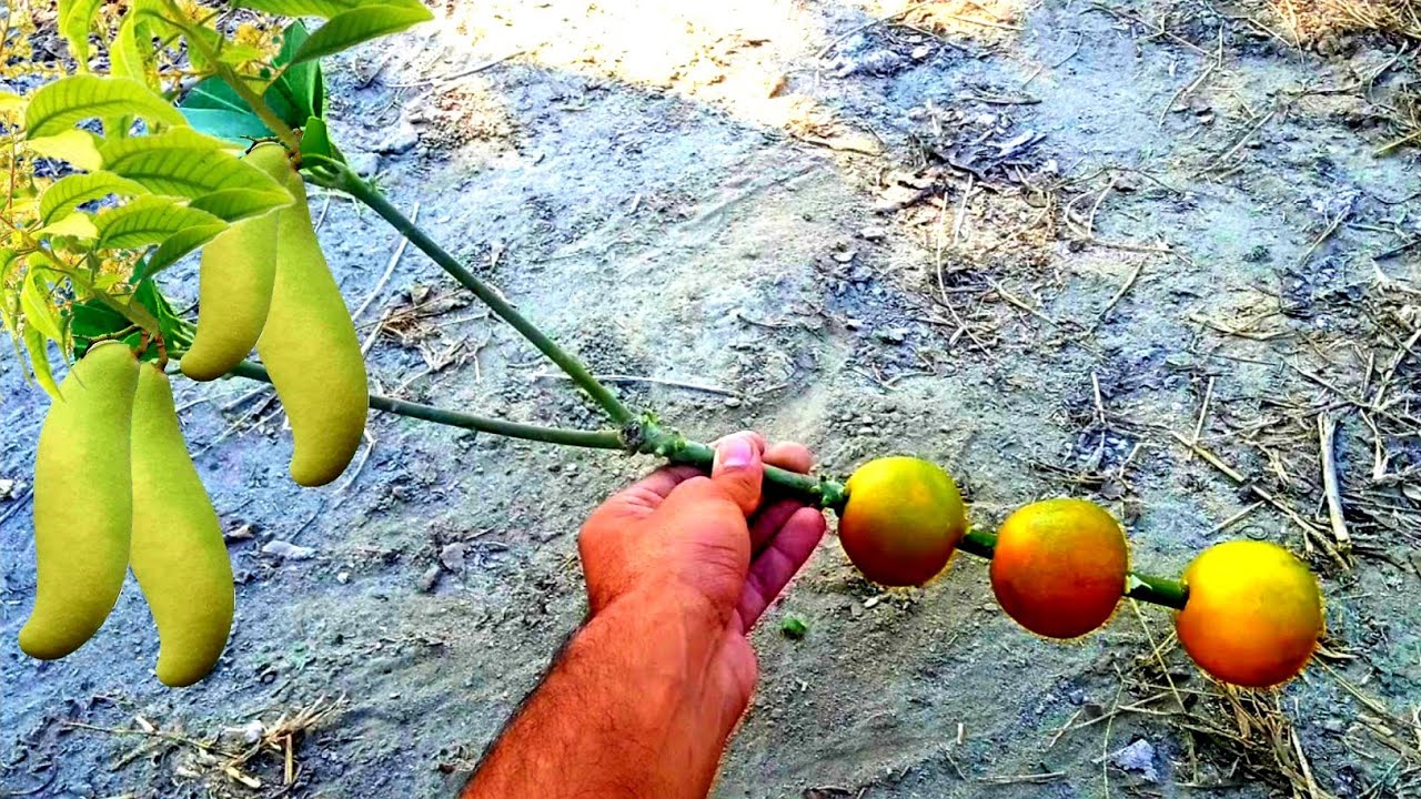 How To Grow Mango Tree From Cutting |  Natural Orange Rooting Hormone