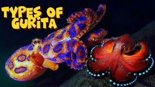 TOP 10 Octopus -gurita cincin biru🐙🦑