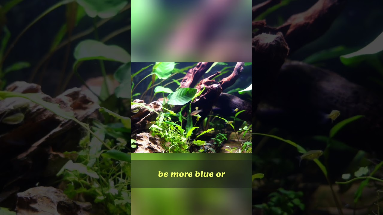 Green Kubotai: The Tiny Fish You Need!
