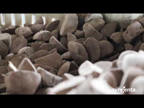 Videó: A burgonyagomba betegsége – Tájékoztatás a burgonya-ezüst súrlódás elleni védekezésről