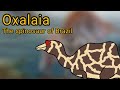 Oxalaia. The Spinosaur of Brazil.