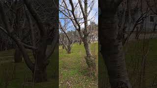 Edremit Kazdağında Satılık Tarla Resimi