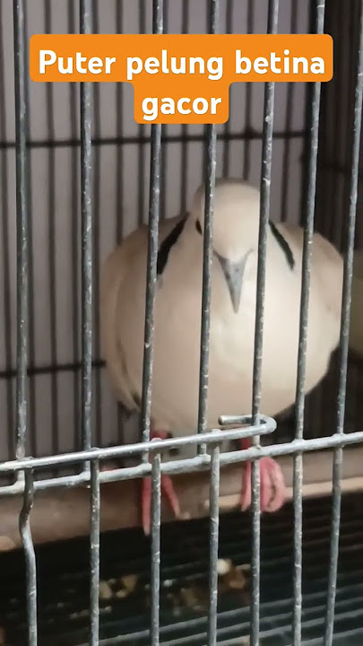 Suara burung puter pelung betina gacor