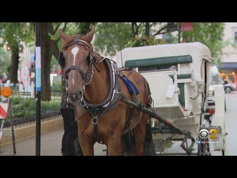 Video: Noble Horse Carriges Chicago