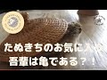 新たな生き物