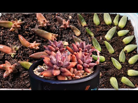 Videó: Little Jewel pozsgás növények gondozása: Hogyan neveljünk kis ékszer pozsgás növényeket