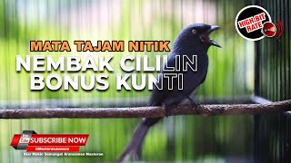 🔴Masteran Cililin Sambung Kunti Tembakan Srigunting Abu Abu Isian Cililin