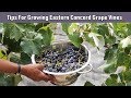 Tips For Growing Eastern Concord Grape Vines