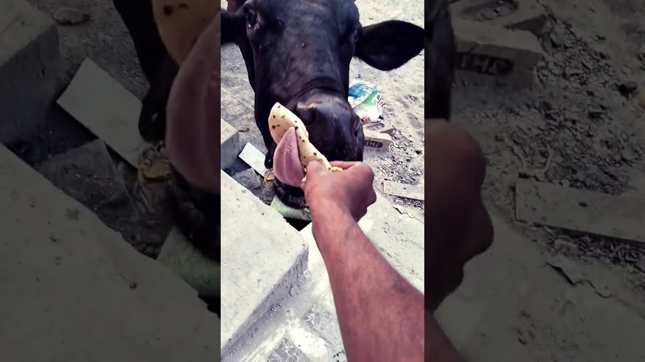 cow feeding Vedio help Street cow🐄🐄😭