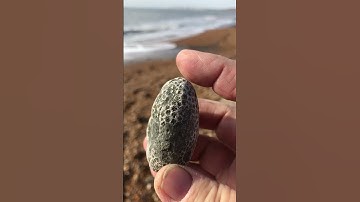 Holocystis Coral Fossil, found at Atherfield I.O.W #beach #fossilhunting #fossil #beachcombing